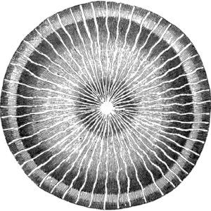 Structure and Dynamics of the Psyche