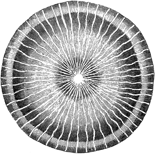 Structure and Dynamics of the Psyche
